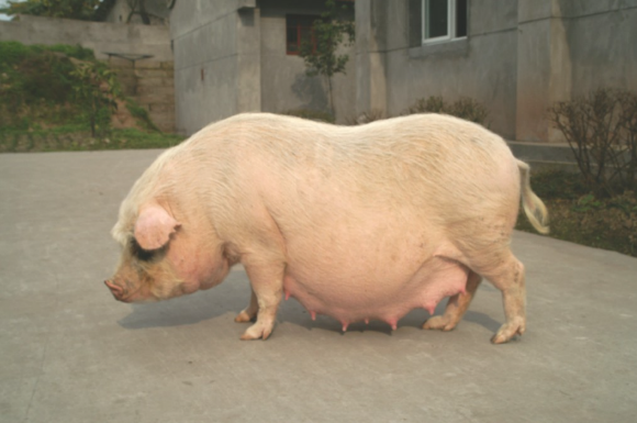 解淀粉芽孢杆菌