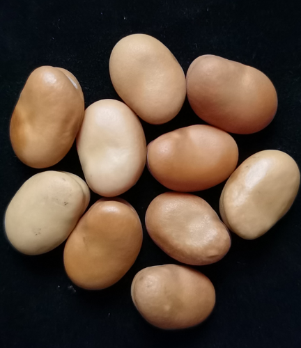 “渝饲1号”饲用蚕豆