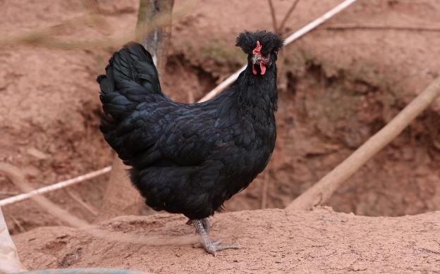 武隆凤头黑鸡